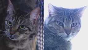 Cats of the Weekend: Manchester and Flow Water at Austin Pets Alive