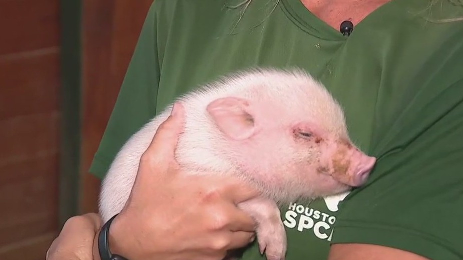 Piglet for adoption at Houston SPCA