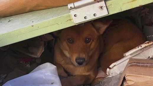 Pup rescued from dumpster in Tonto Basin finds forever home