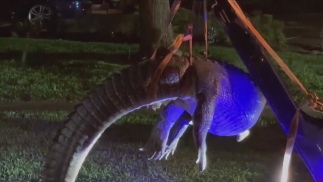Missouri City man stumbles across 11-foot alligator in neighborhood