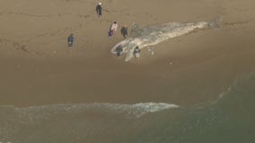 Whale carcass washes ashore in Huntington Beach