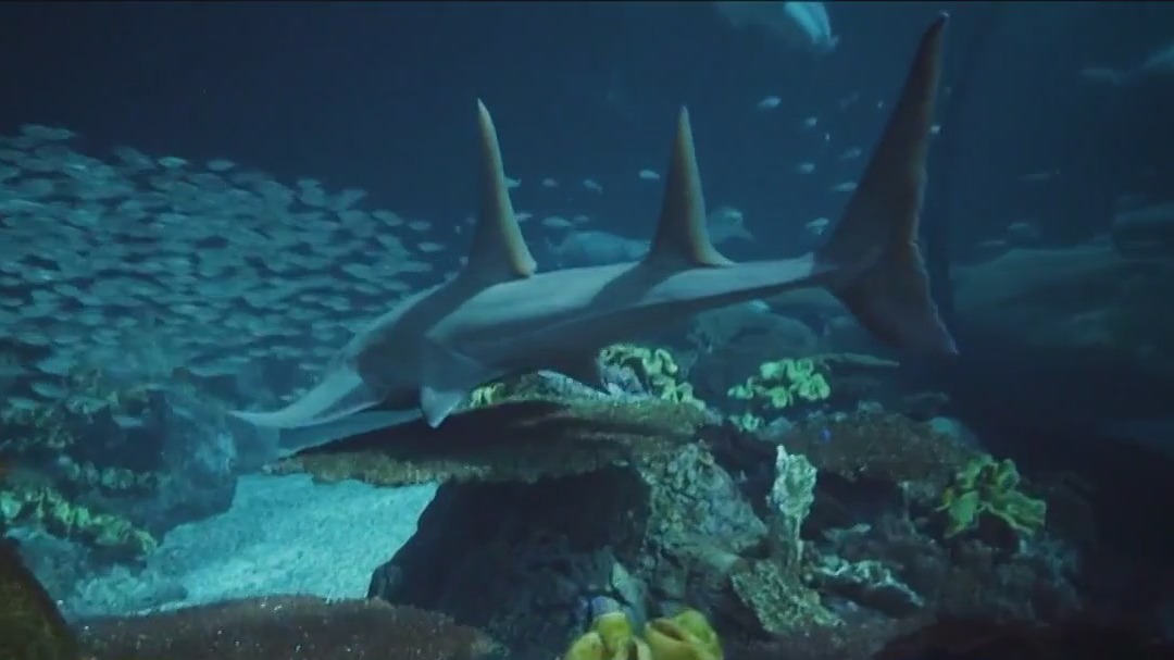 Shark Week returns: Shedd Aquarium expert discusses apex predator's role in ocean ecosystems