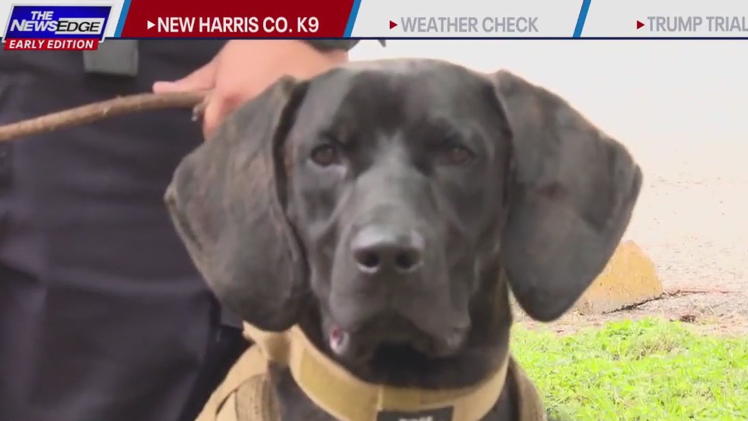 Harris County Precinct 4 Constable's Office welcomes first scent-discrimination canine, 'Hades'
