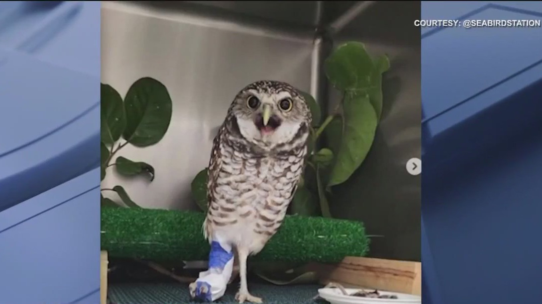 Owl on mend after rescue from storm shutter