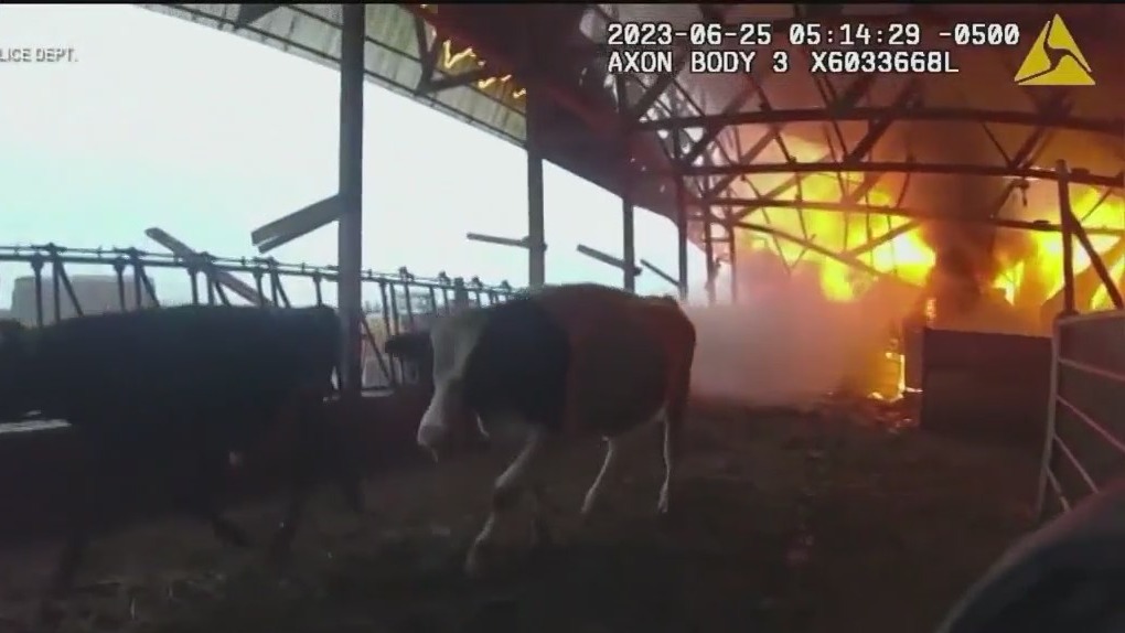 Must watch: Cows rescued from burning barn