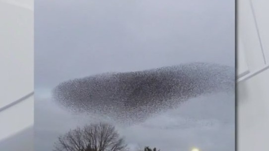 Birds flock in mesmerizing swarm