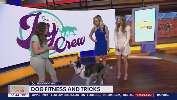 Canine fitness tips and tricks with Chrissy Joy
