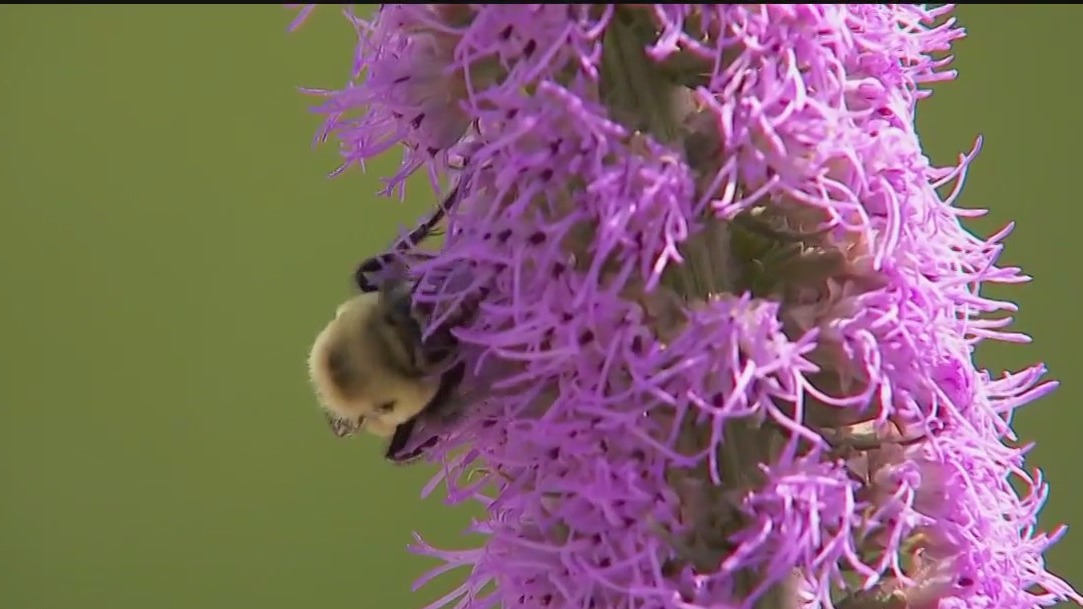 Pollen allergies spiking in Minnesota