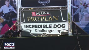 Purina Incredible Dog Challenge being held in Clearwater