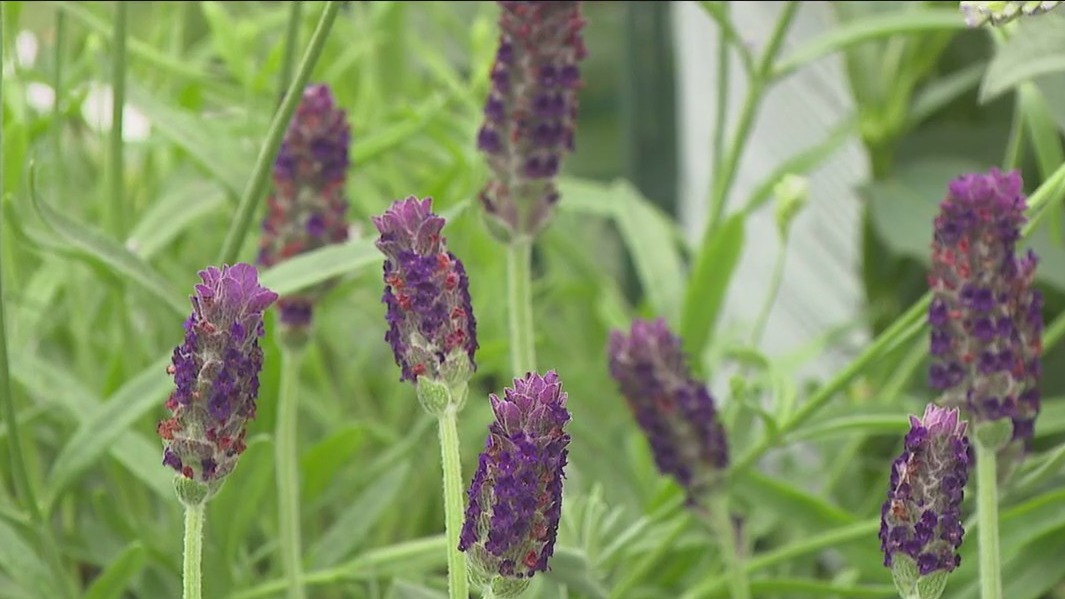 All about lavender with Pike Nurseries