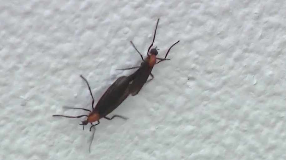 Where are all the love bugs?