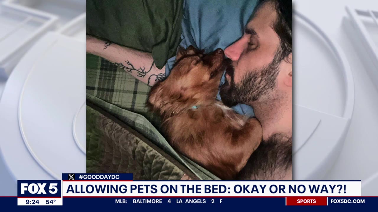 The great pet debate! Should four-legged friends be allowed in bed?