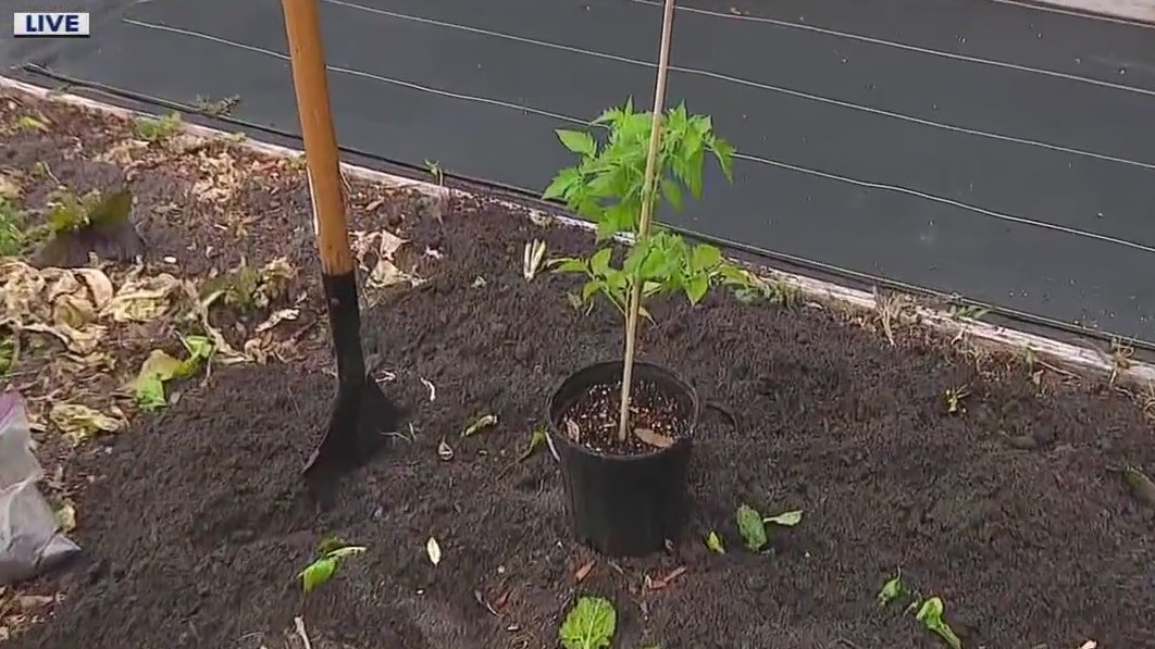 Planting heat-tolerant tomatoes late in spring