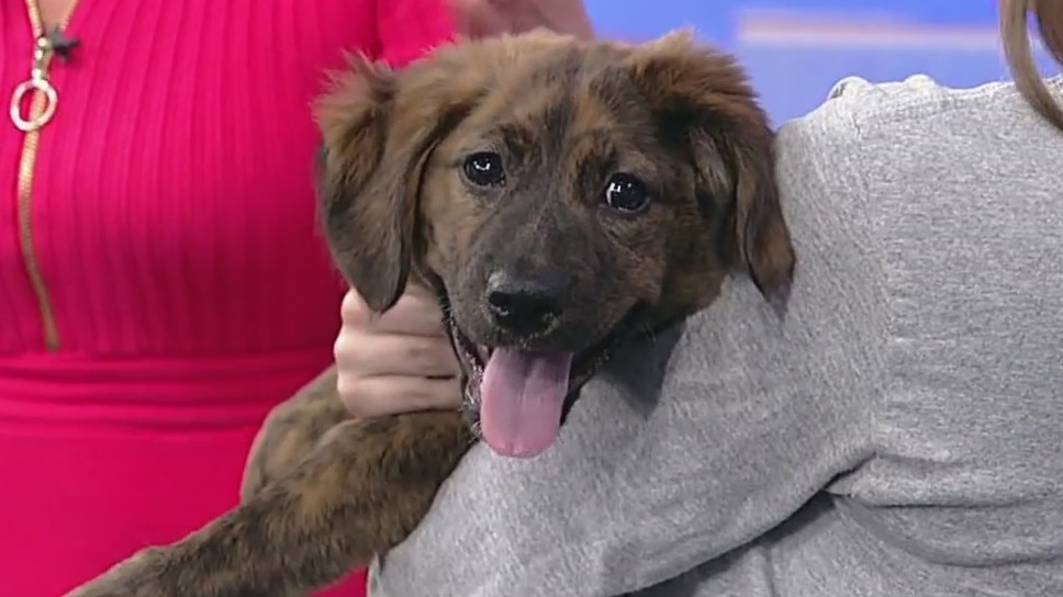 Meet Fortunate: Our Pet of the Day