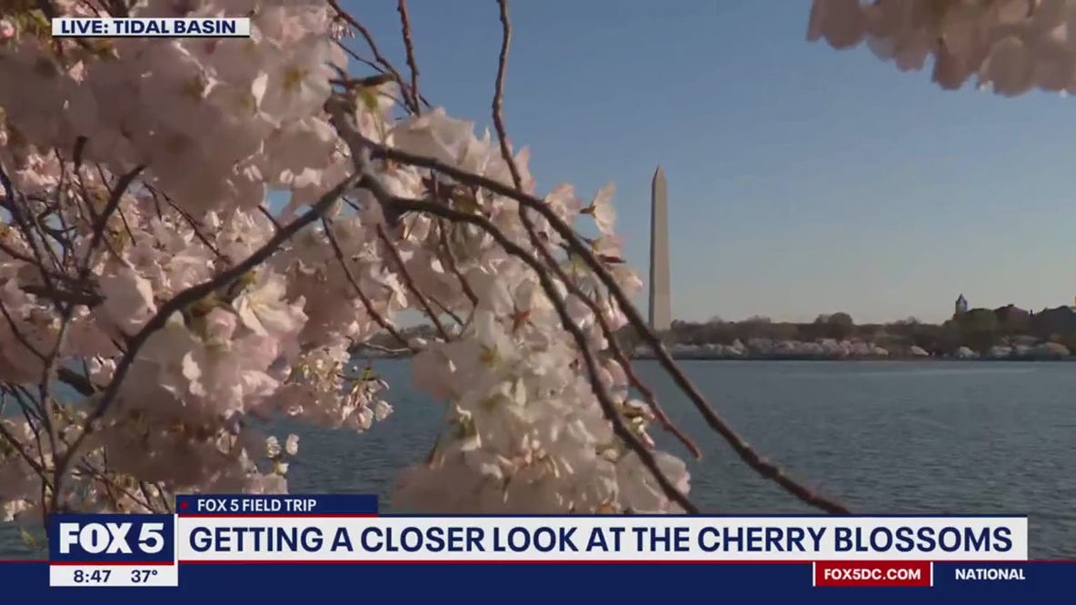 Will DC’s cherry blossoms survive weekend rain?