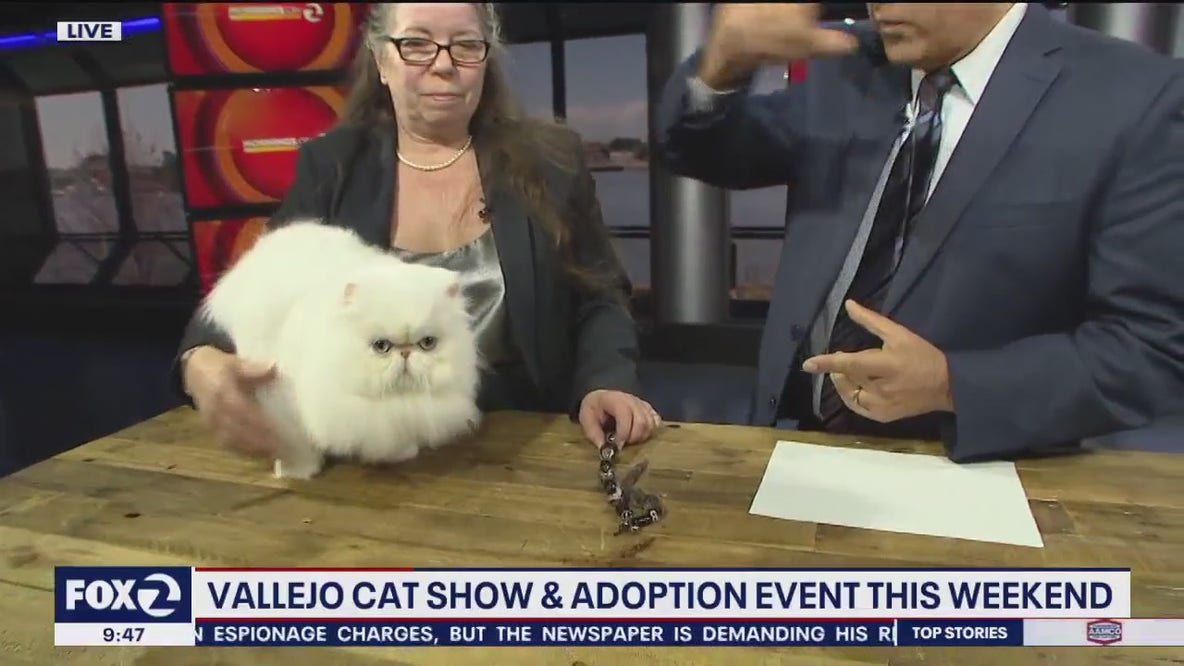 Vallejo cat show and adoption event