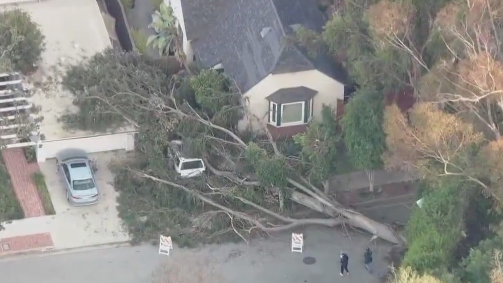 Massive tree topples near Brentwood home