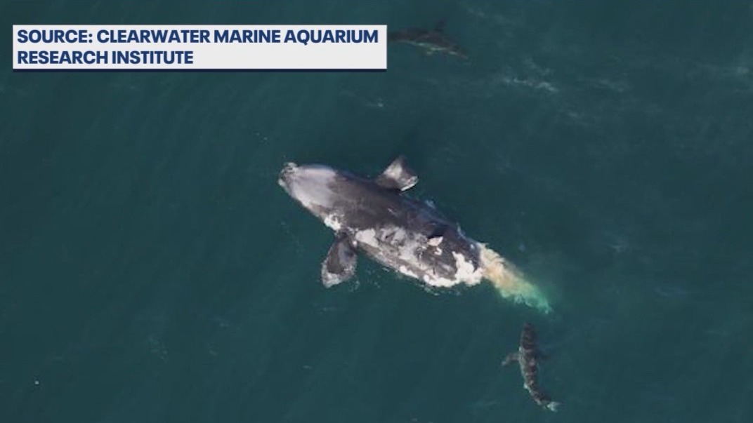 North Atlantic right whale killed by boat strike