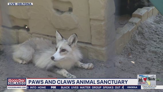 FOX 35 visits Paws and Claws animal sanctuary in Deltona