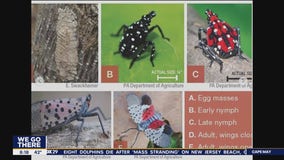 Experts warn about potentially bad spotted lanternfly season - here's what you can do to prepare