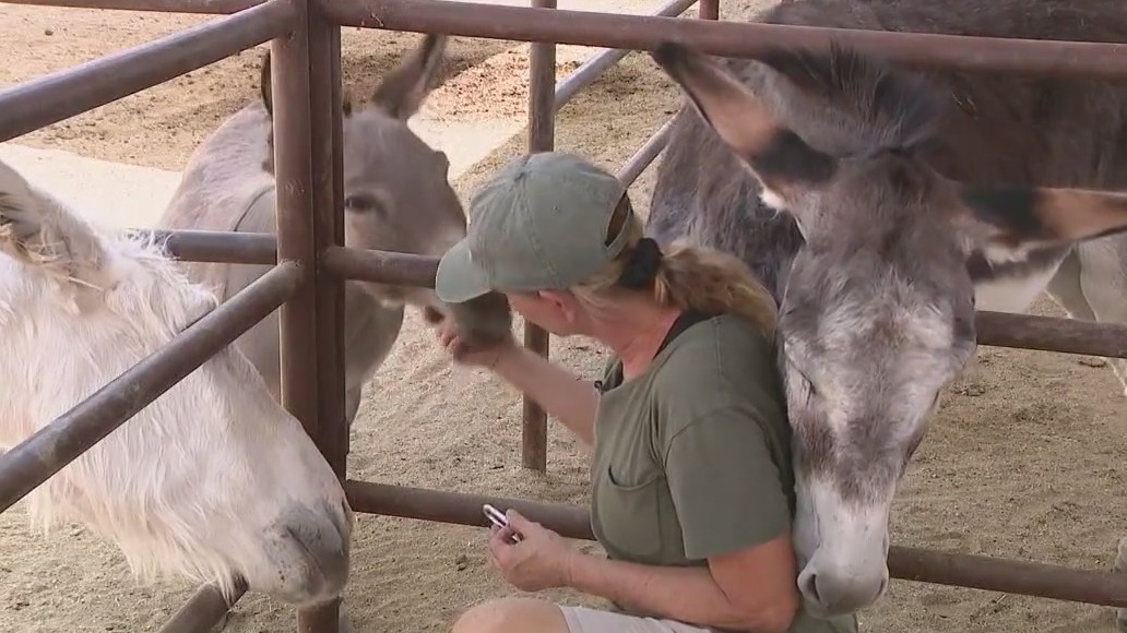Rio Verde donkey sanctuary low on water