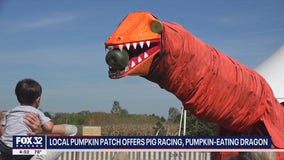 Goebbert's Farm in South Barrington offering pig racing, pumpkin-eating dragon
