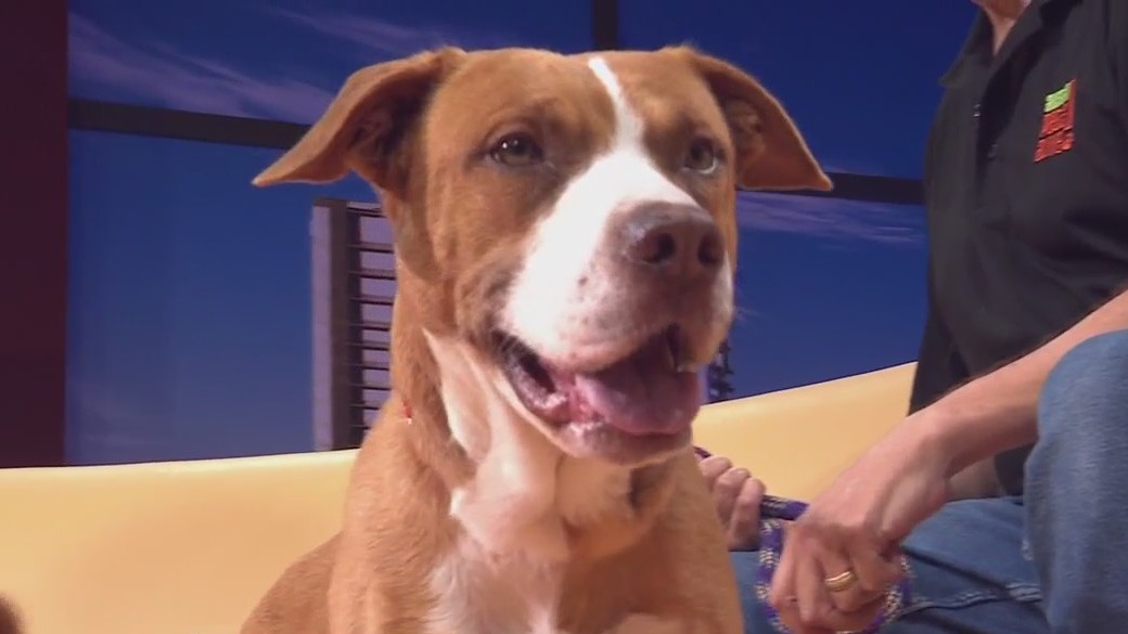 Pet of the Week: Ichigo from Austin Pets Alive!