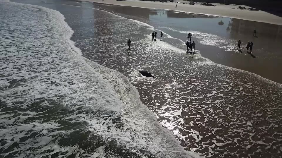 Manatee appeared to be stranded on beach before freeing itself