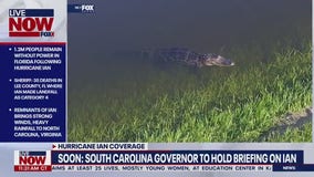 Alligator emerges from flood waters in Orlando after Hurricane Ian makes landfall