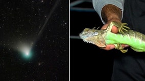 Dave O the Science Pro: Iguanas and comets