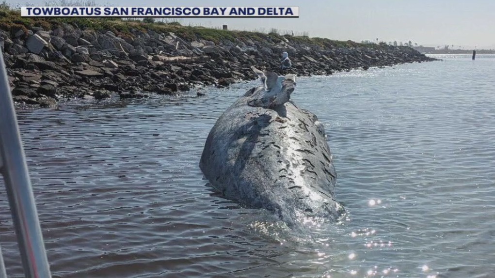 Scientists say whale found off Alameda likely died from vessel strike