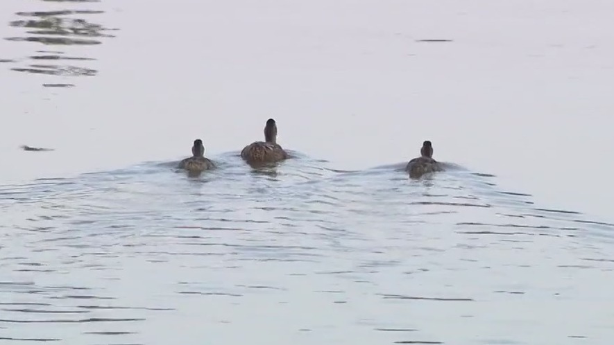19 ducks found dead near a Chandler canal
