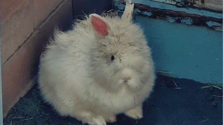 100 bunnies rescued from Granada Hills