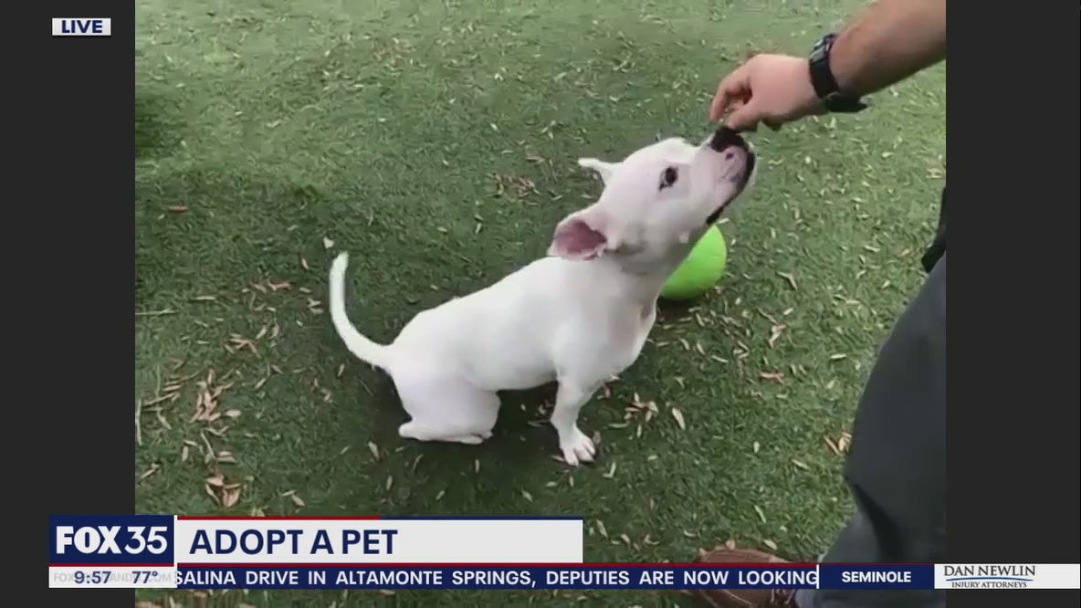Adopt-a-Pet