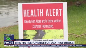 Bird flu responsible for duck deaths, authorities say