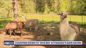 'Give Big' at Pasado's Safe Haven