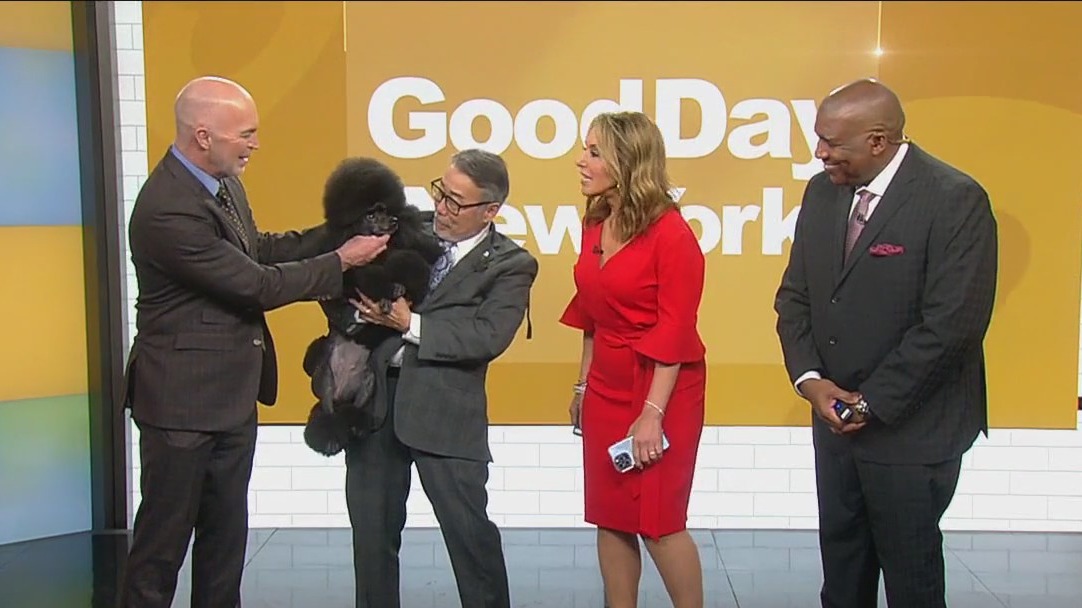 Meet Sage: Winner of 2024 Westminster dog show