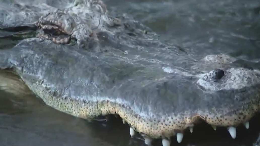 Experts warn alligators more active with warmer winter