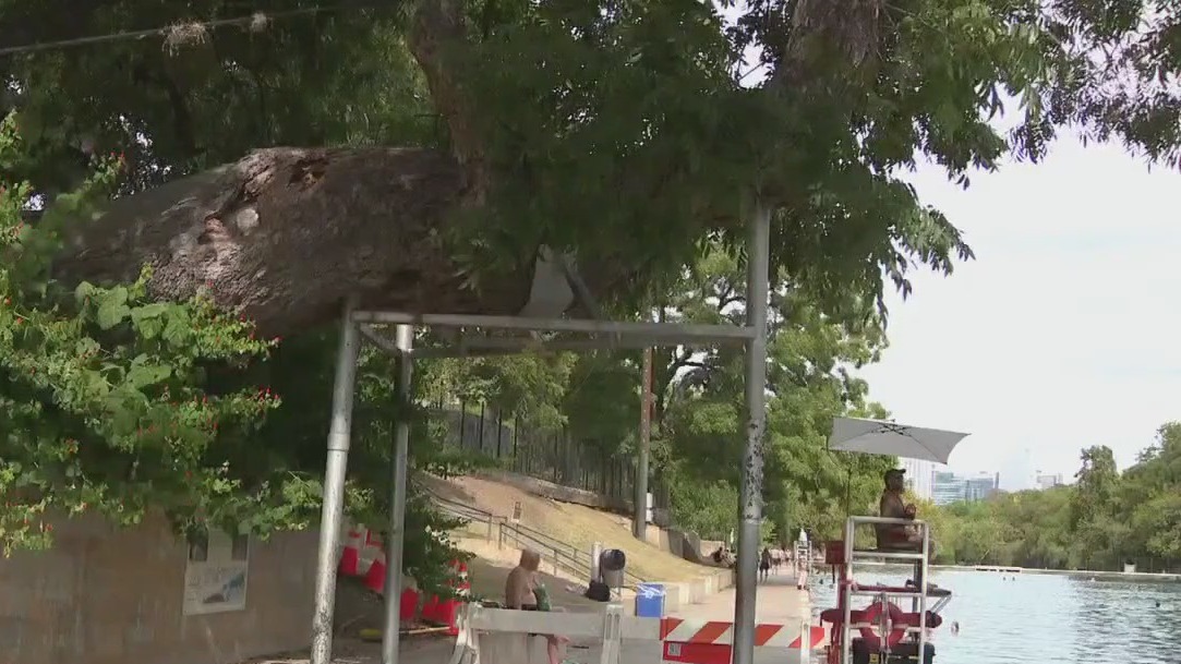 Iconic Barton Spgs. pecan tree to be removed