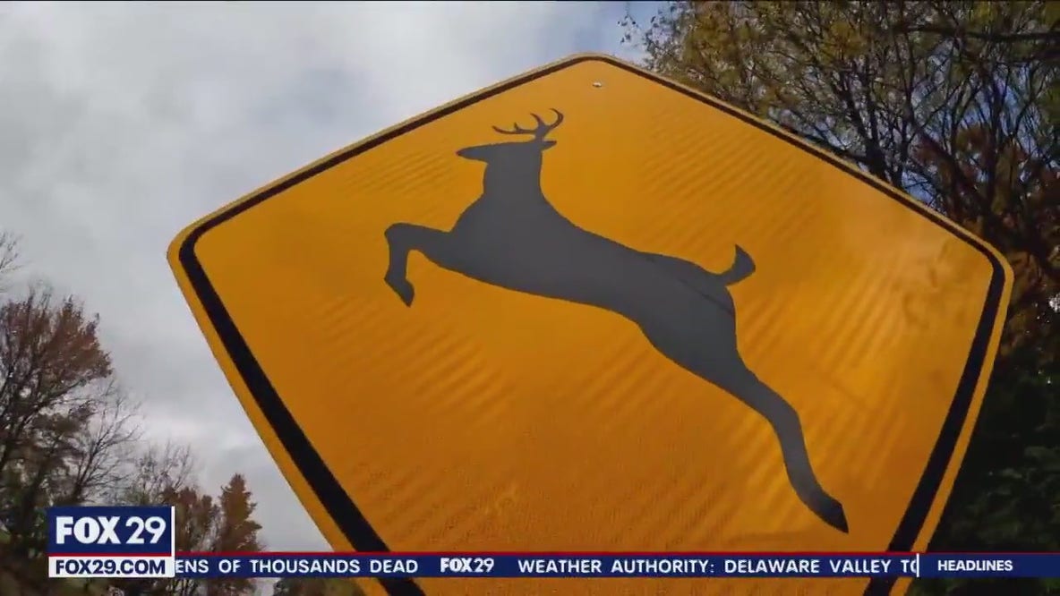 Oh deer!: Pennsylvania ranks among top states in deer-vehicle collisions, AAA says