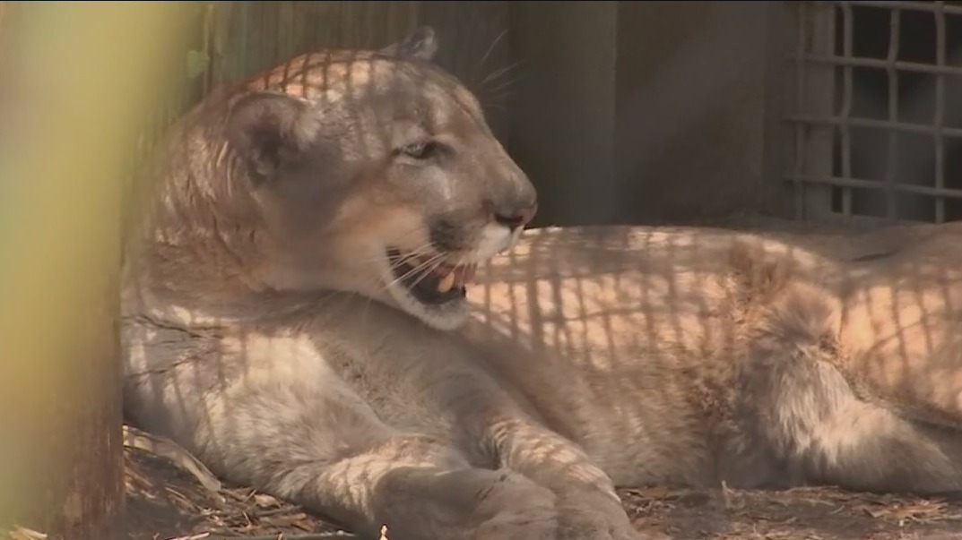Florida panther killed in Polk County crash