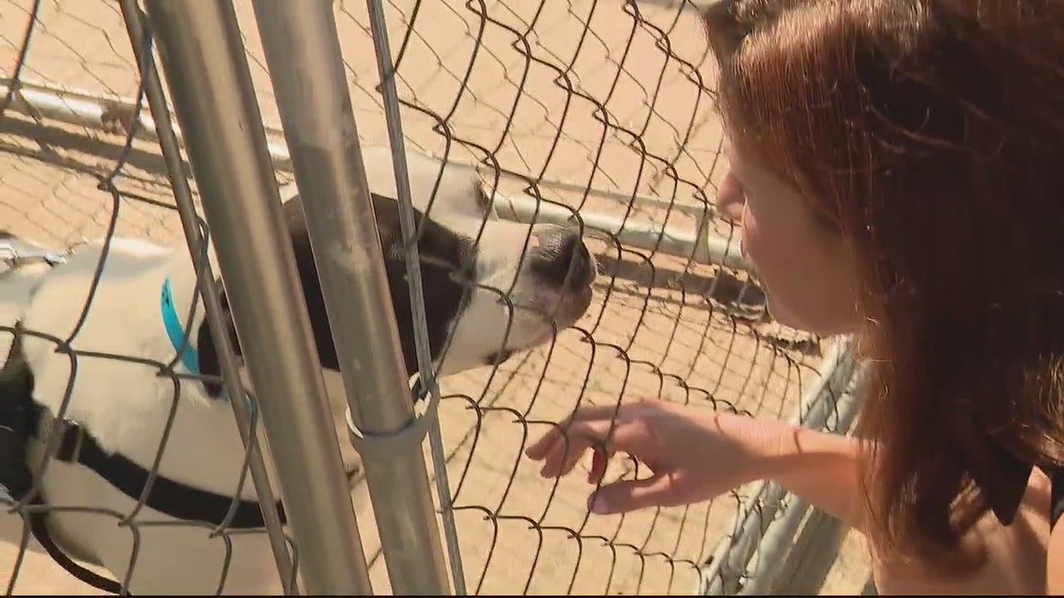 Metro area steps up to help dog and cat overcrowding at Detroit Animal Care