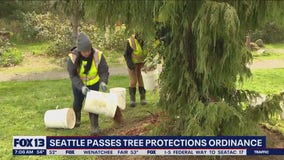 Seattle passes tree protection ordinance in effort to create more natural shade
