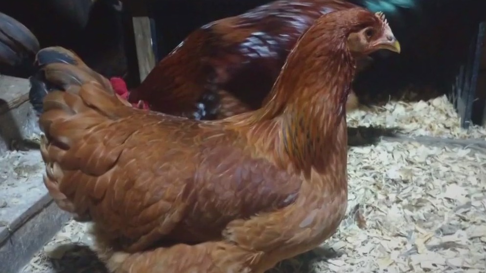 Amid soaring egg prices, Wisconsin chicken ownership 'real trendy'