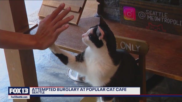 Cat-astrophe averted after attempted burglary