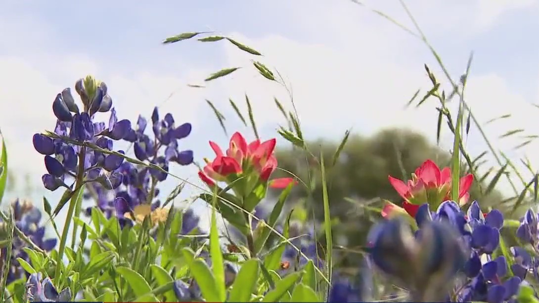 Bluebonnet season: Time running out for pictures
