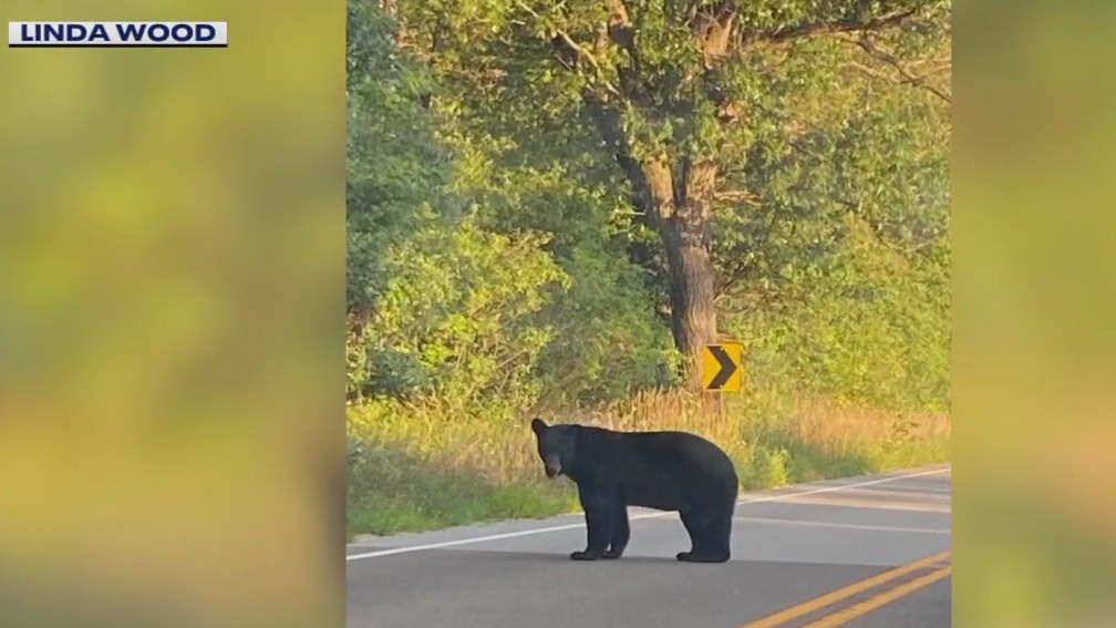 Wisconsin black bear sighting north of Eagle