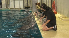 Minnesota Zoo welcomes back dolphins at Discovery Bay