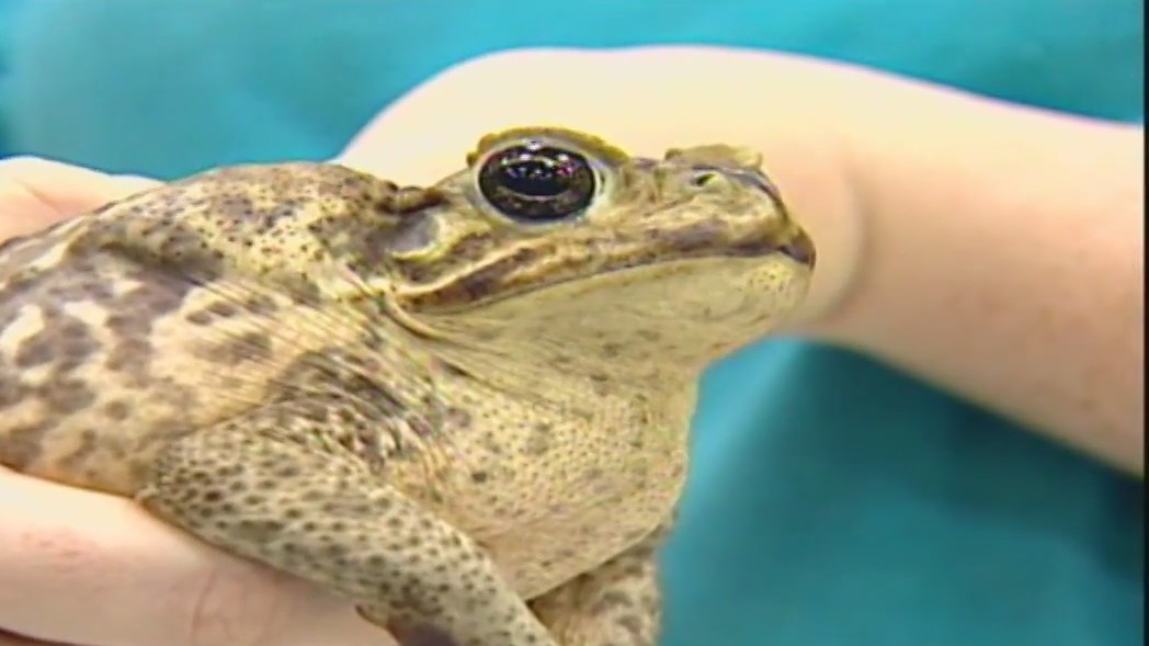 Cane toad population on the rise