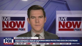California eagles protect eggs on livestream